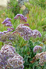 Limonium perezii