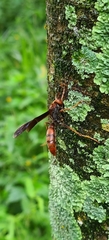 Polistes lanio