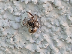 Habronattus hirsutus