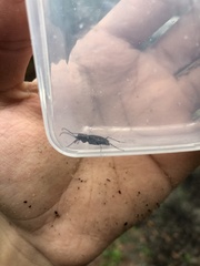 Cicindela punctulata