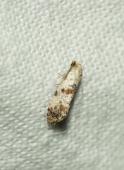 Neocochylis hybridella