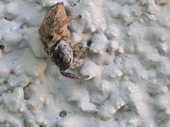 Habronattus hirsutus