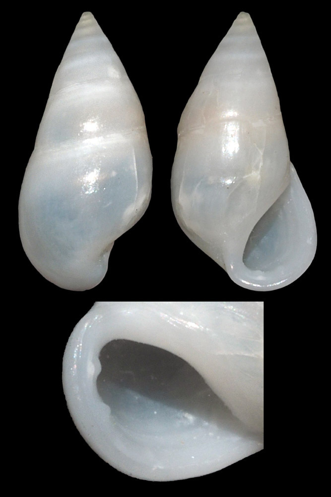 Zebina