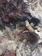 Ischnoderma benzoinum