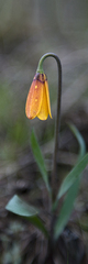 Fritillaria pudica