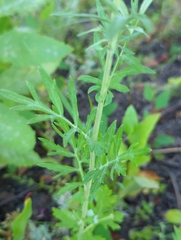 Artemisia
