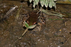 Lithobates vaillanti