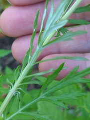 Artemisia