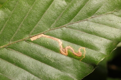 Stigmella hemargyrella