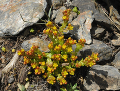 Sedum alpestre