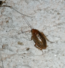 Ectobius vittiventris