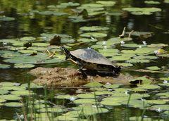 Pseudemys peninsularis
