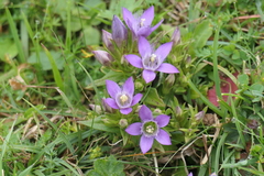 Gentianella germanica