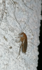 Ectobius vittiventris
