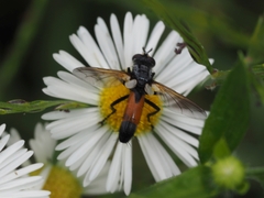 Cylindromyia