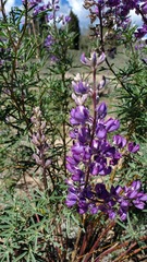 Lupinus argenteus