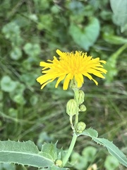 Cichorieae