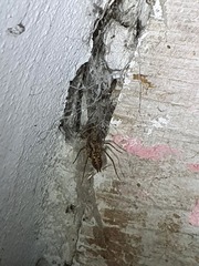 Tegenaria ferruginea