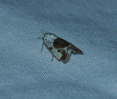 Ponometia candefacta
