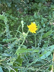 Cichorieae