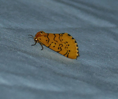 Chrysoecia atrolinea