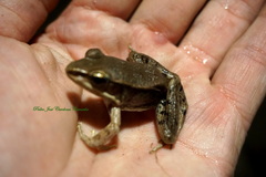 Lithobates vaillanti