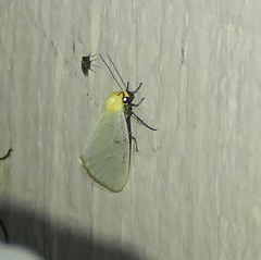 Chrysoecia thoracica