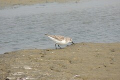 Calidris ruficollis