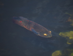Astronotus ocellatus