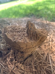 Pisolithus tinctorius