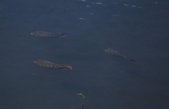 Mayaheros urophthalmus