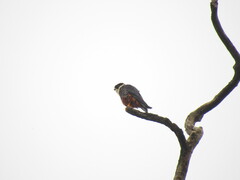 Falco rufigularis