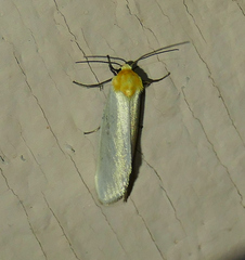 Chrysoecia thoracica