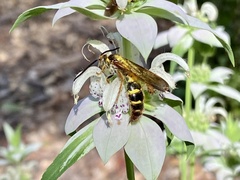 Xanthocampsomeris fulvohirta