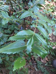 Berberis nervosa