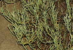 Salicornia pacifica