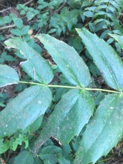 Berberis nervosa