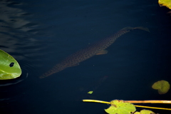 Lepisosteus platyrhincus