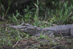 Caiman yacare