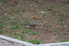 Columbina inca