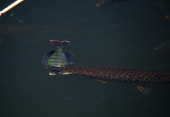 Lepisosteus platyrhincus