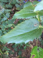 Berberis nervosa