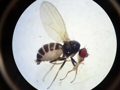 Drosophilidae