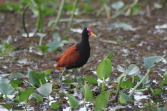 Jacana jacana
