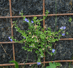 Veronica fruticans