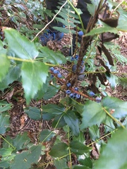 Berberis nervosa