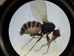 Drosophilidae