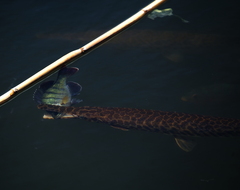 Lepisosteus platyrhincus