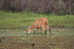 Blastocerus dichotomus