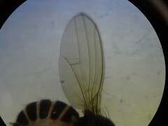 Drosophilidae